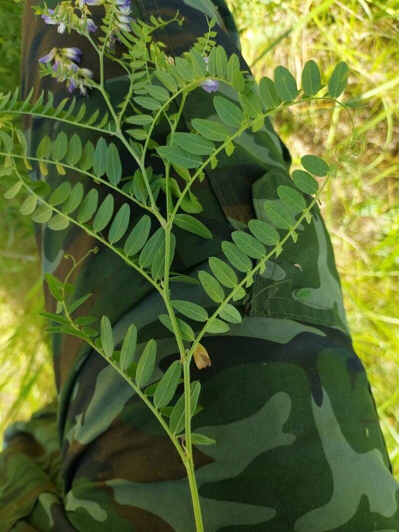 Vicia cassubica leaf