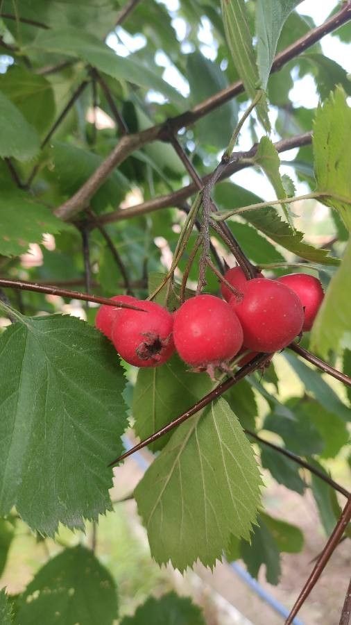 Crataegus arnoldiana fruit