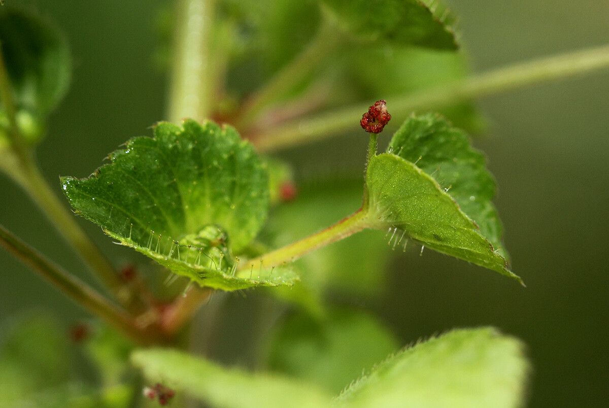 Acalypha segetalis leaf