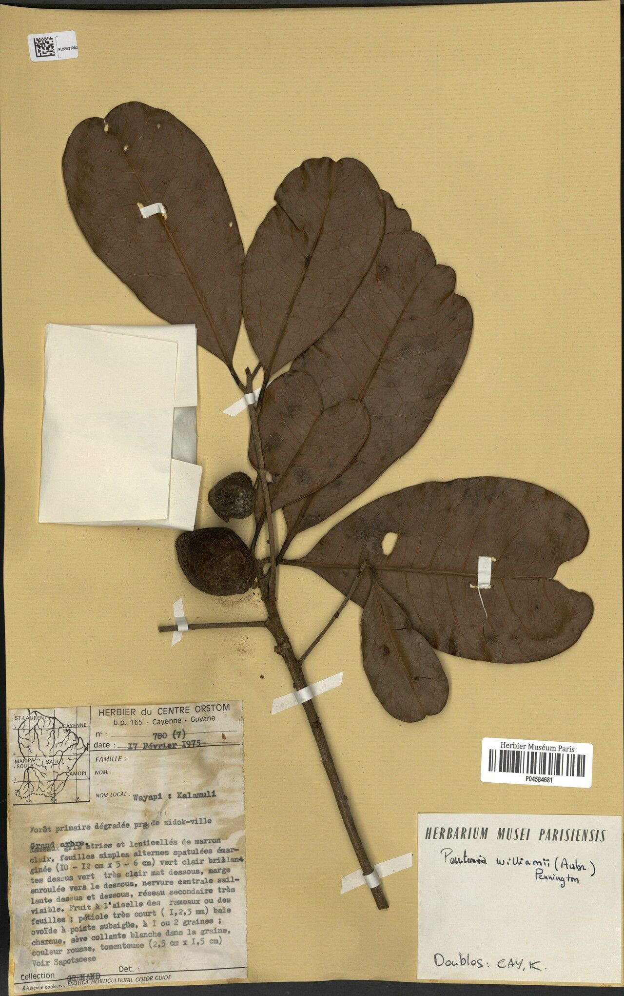 Pouteria williamii fruit