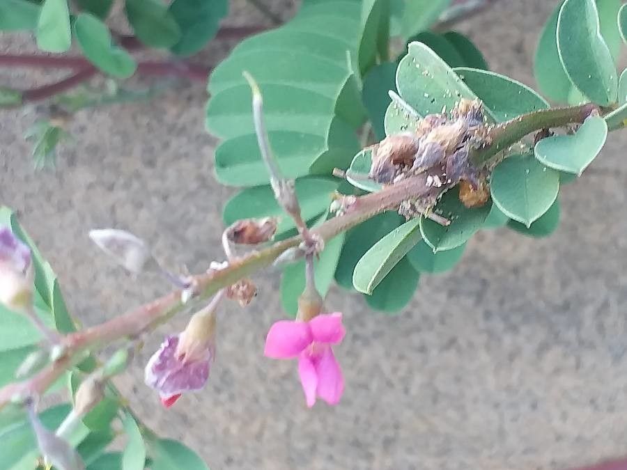 Tephrosia purpurea flower