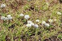 Trollius lilacinus habit