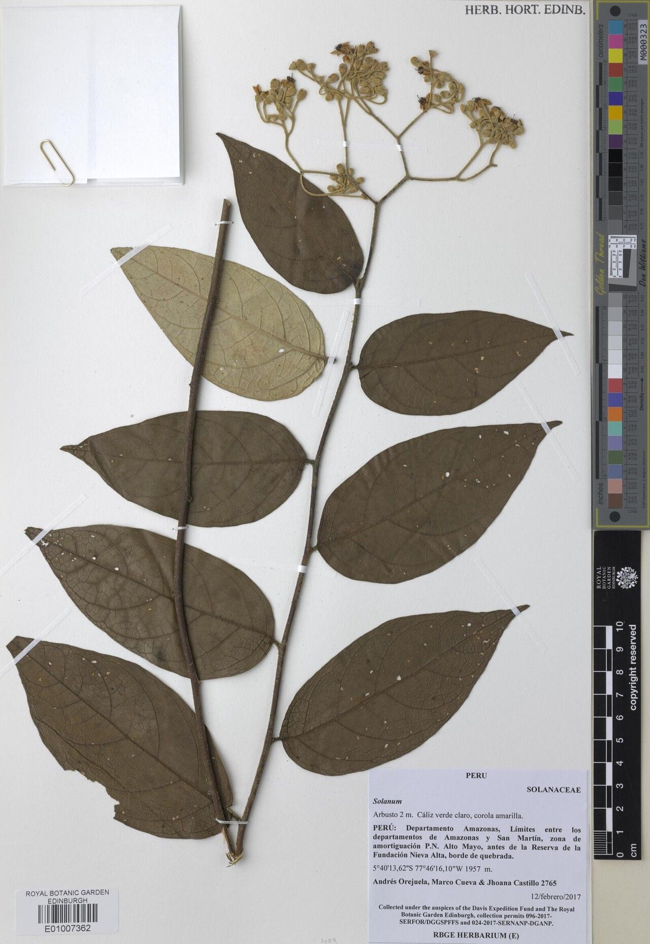 Solanum clathratum — houseplant care guide