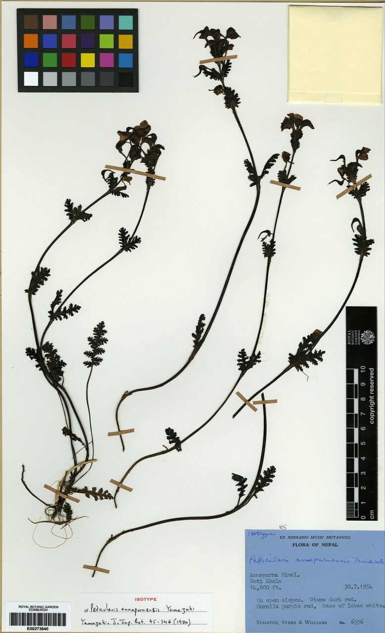 Pedicularis porrecta other