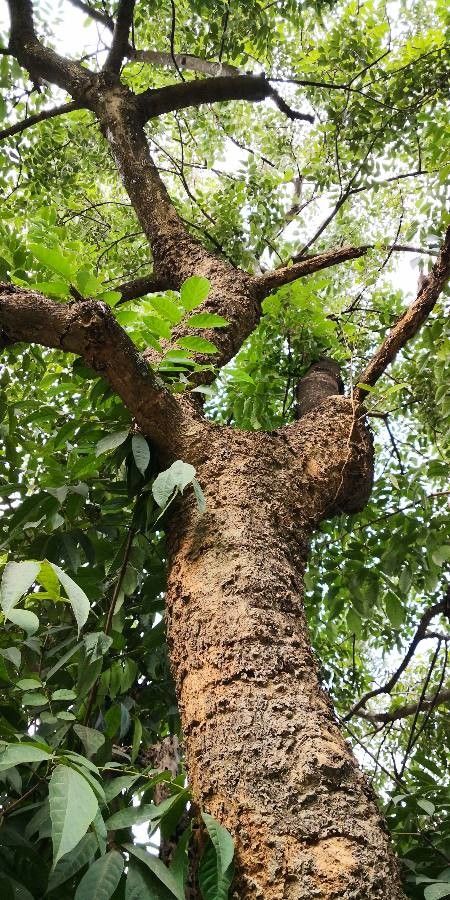 Stereospermum tetragonum habit