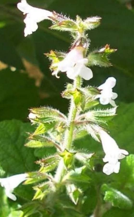 Salvia aurita flower
