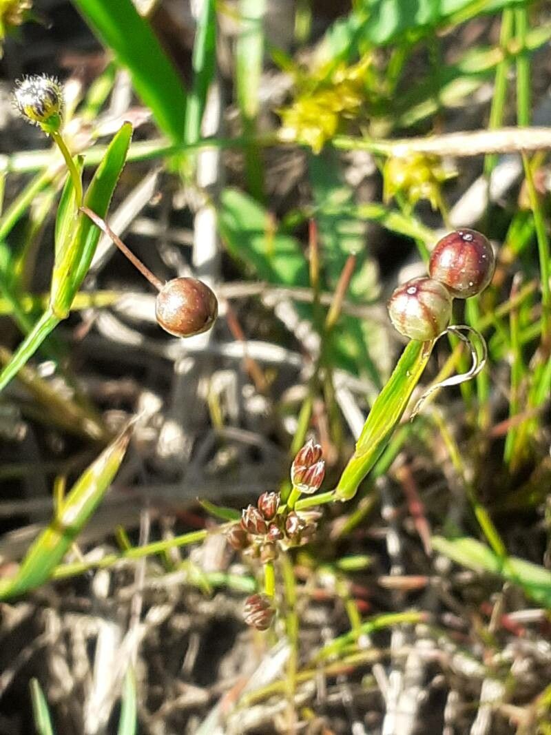Sisyrinchium rosulatum fruit