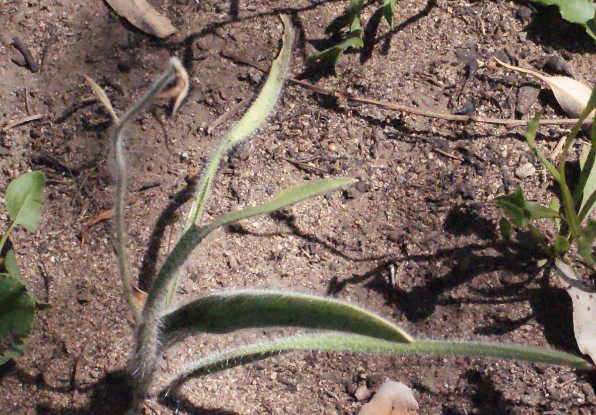 Caladenia denticulata — search result for 'Orchidaceae'