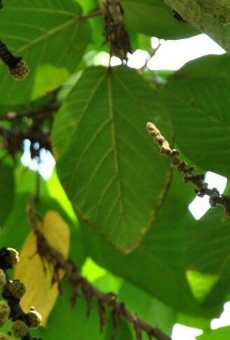 Ficus minahassae — houseplant care guide