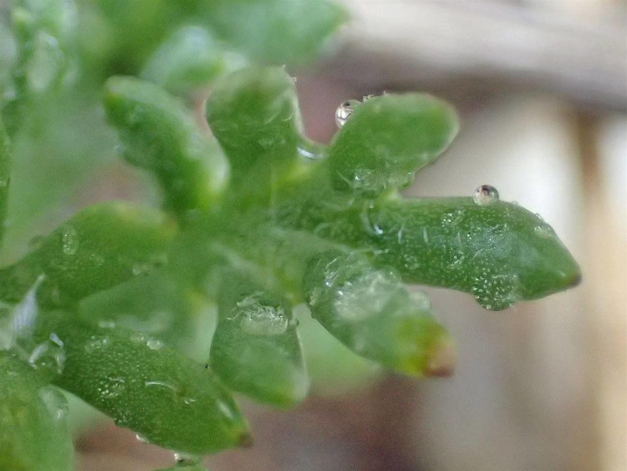 Leucanthemopsis alpina fruit