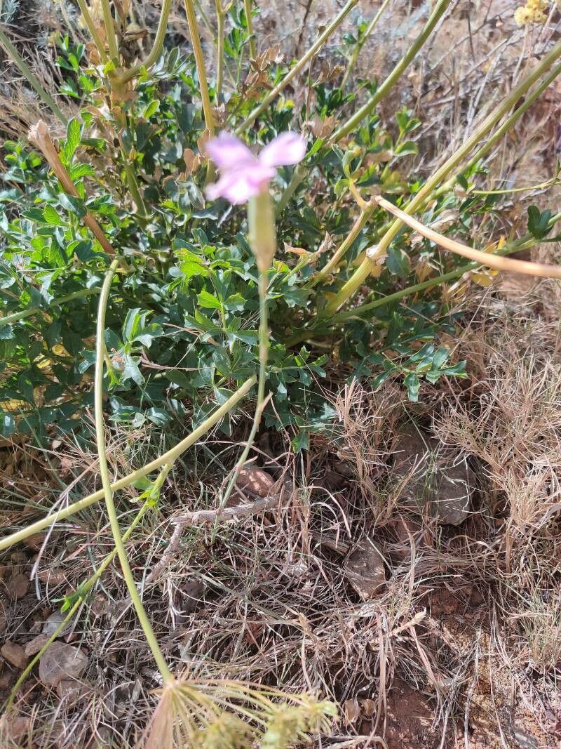 Dianthus arrosti habit