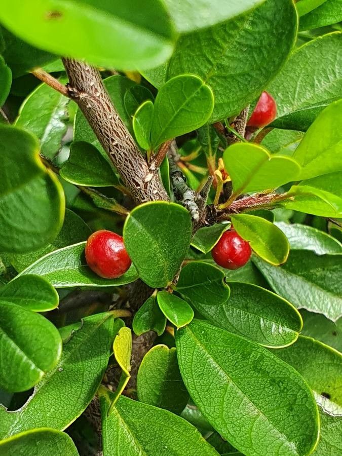 Rhamnus staddo fruit