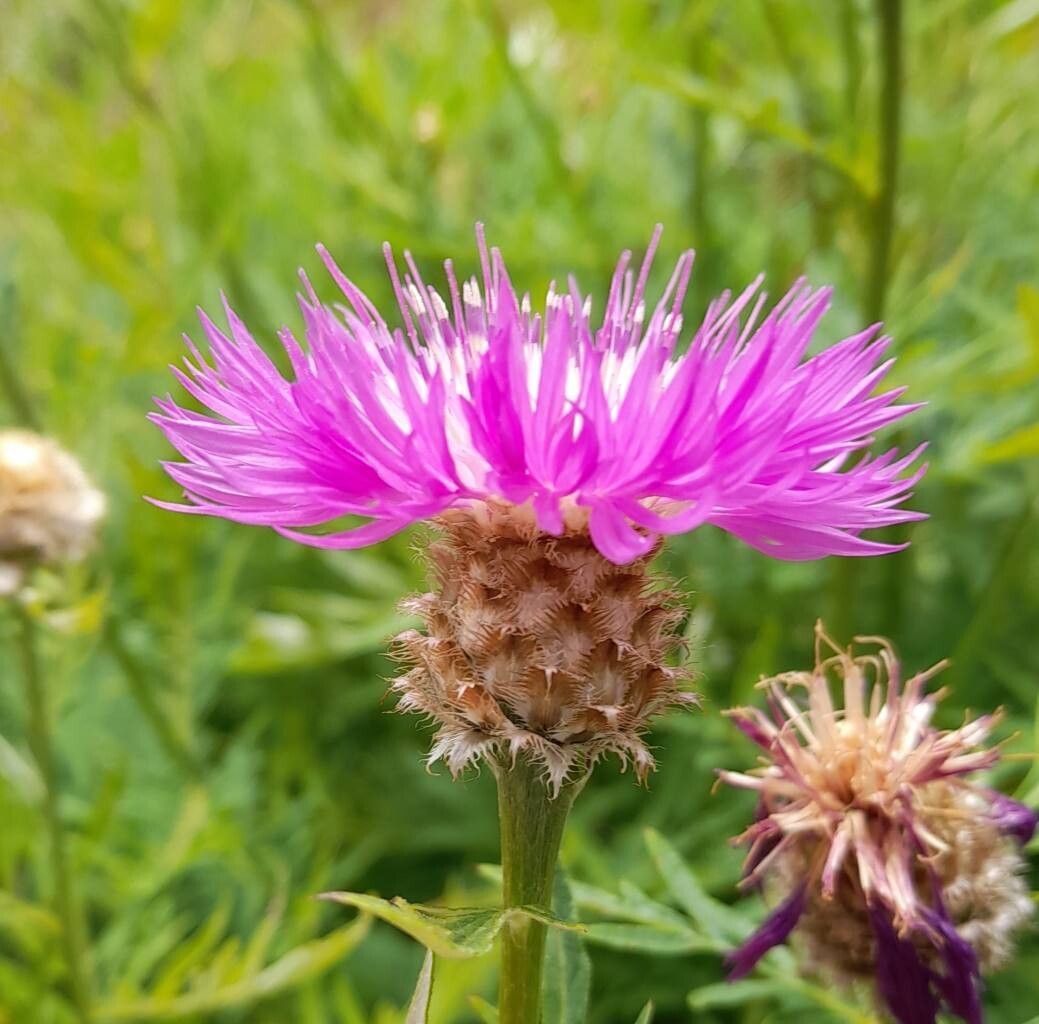 Psephellus transcaucasicus flower