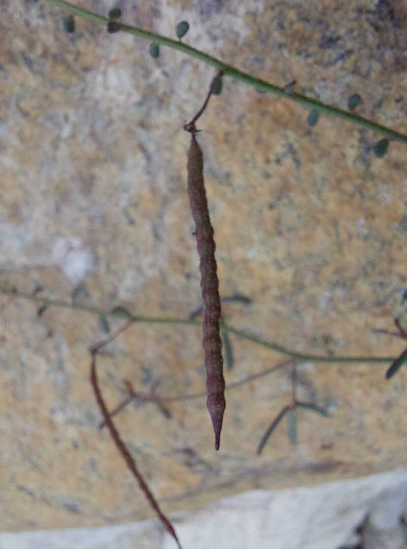 Cleome iberica fruit