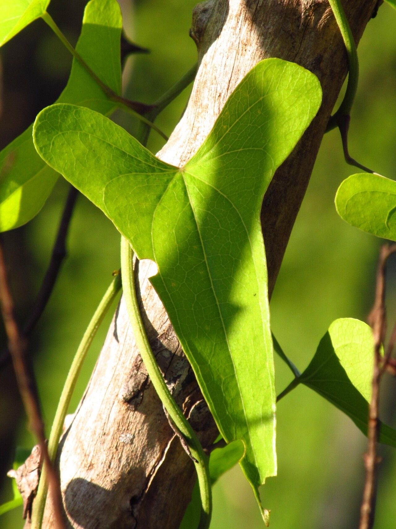 Dioscorea multiflora — houseplant care guide