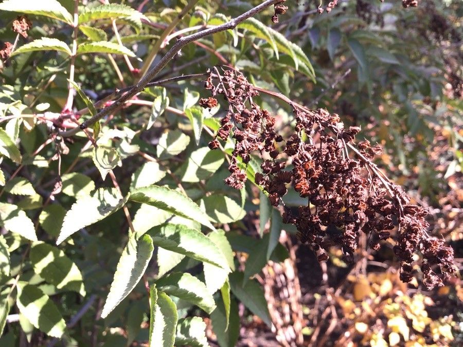 Sorbaria kirilowii flower