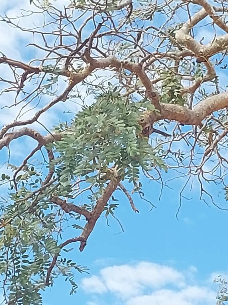 Delonix decaryi leaf