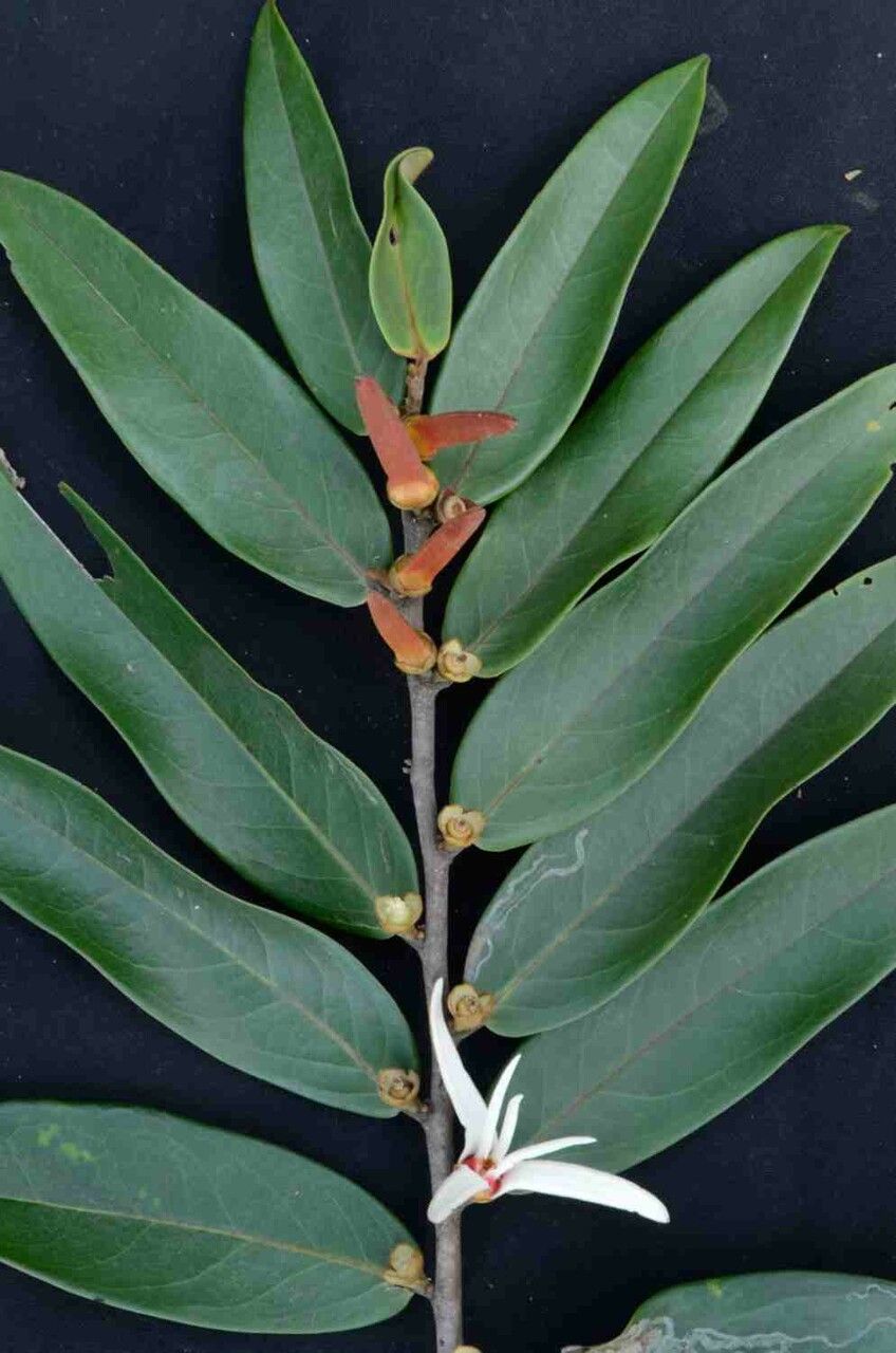 Xylopia aromatica leaf