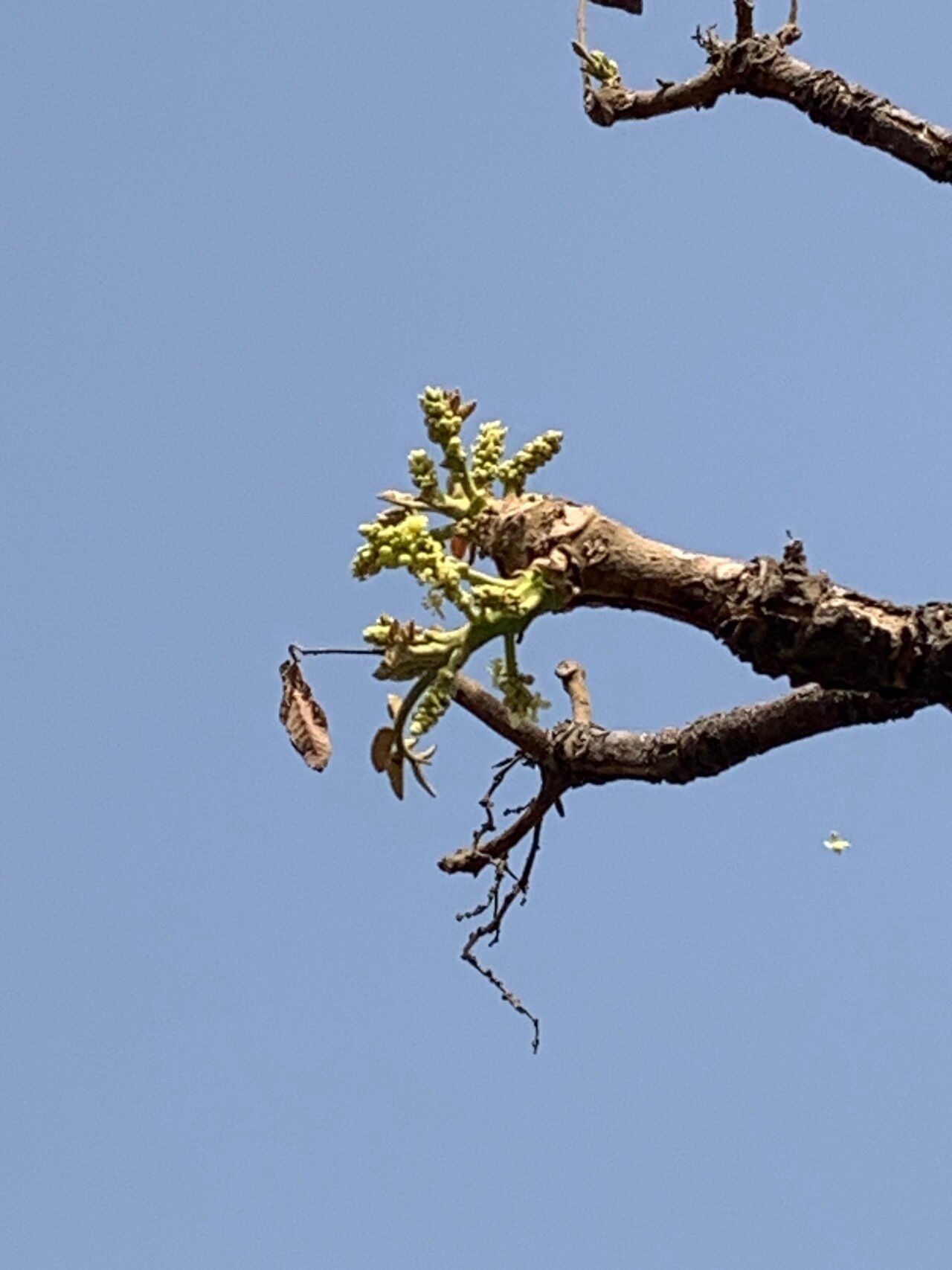 Lannea velutina — search result for 'Lannea'