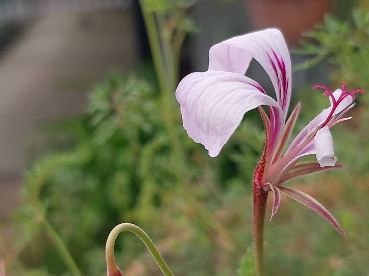 Pelargonium caucalifolium flower