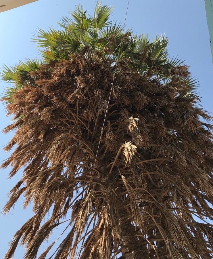 Hyphaene coriacea — related species from the same genus