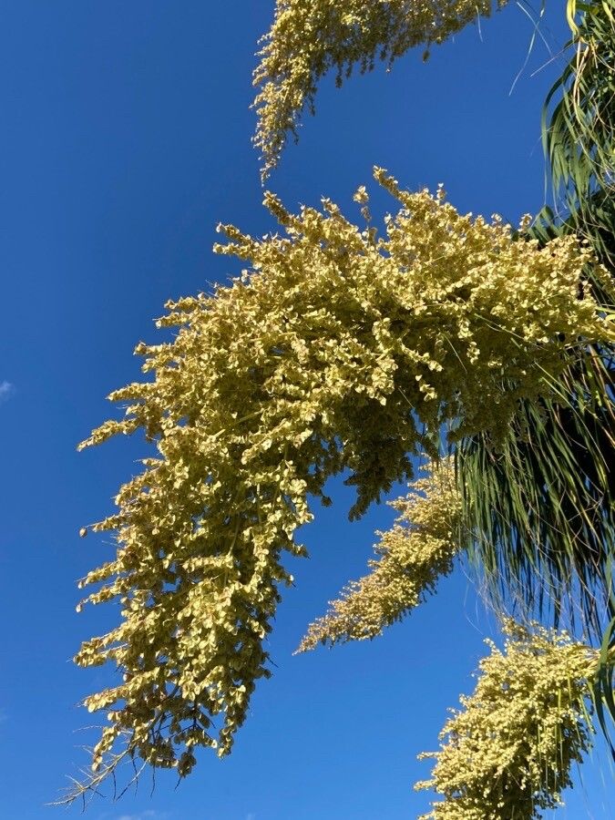 Nolina parryi flower