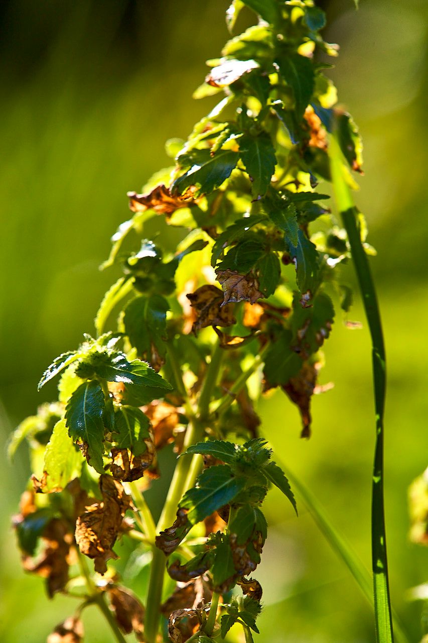 Mercurialis ambigua leaf