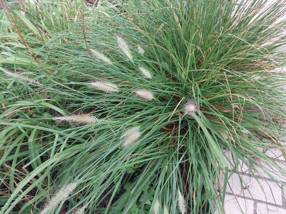 Cenchrus × longistylus leaf