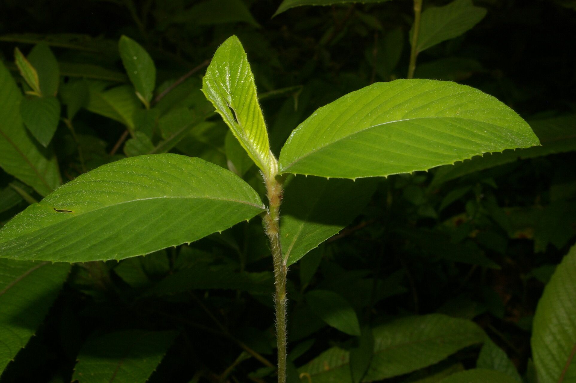 Spiracantha cornifolia — houseplant care guide