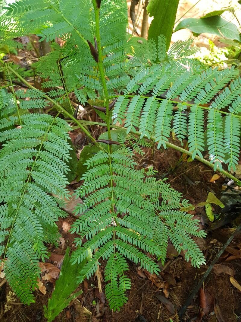 Vachellia allenii leaf