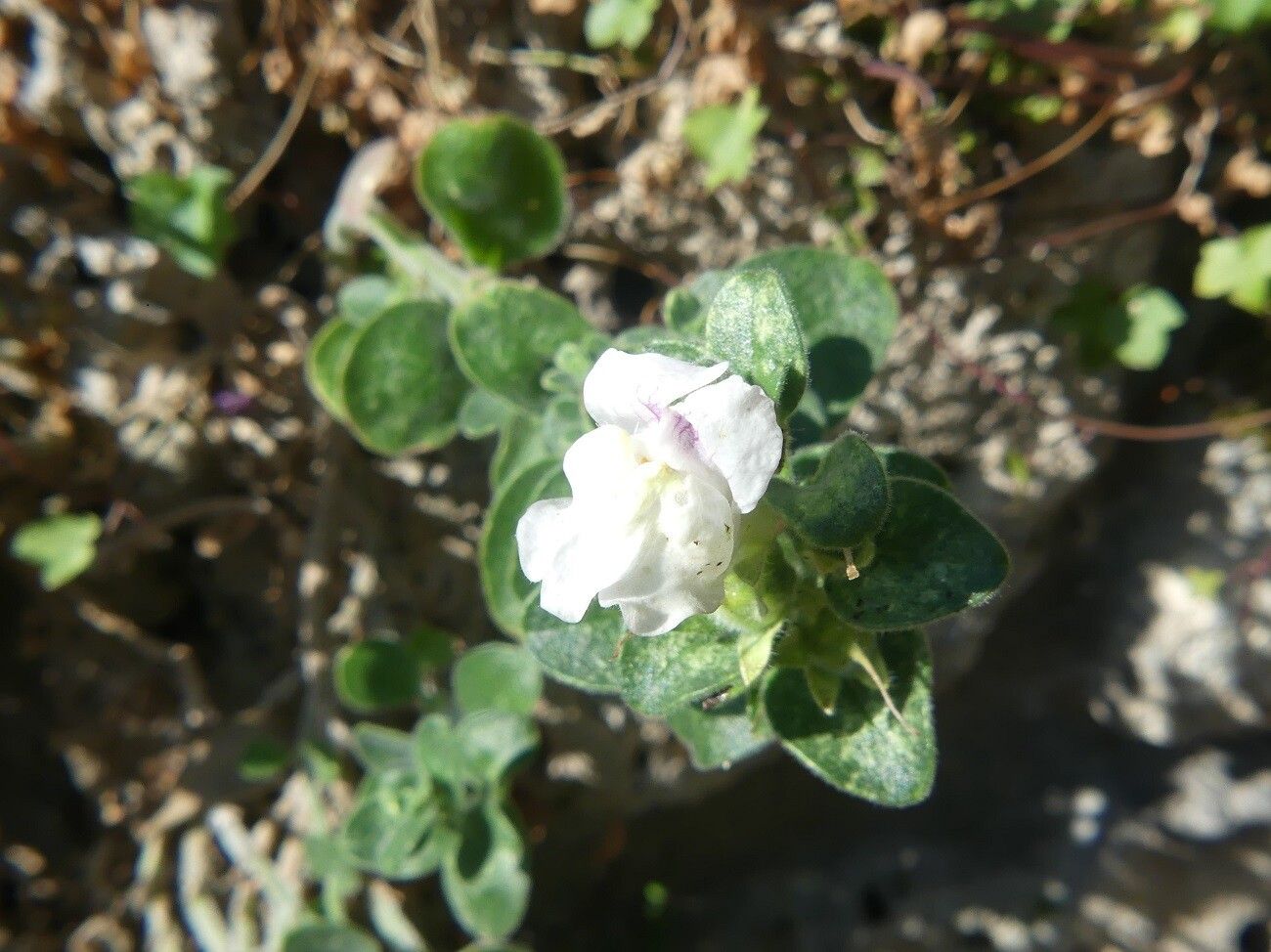 Antirrhinum molle flower