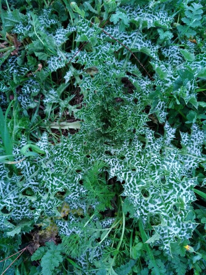 Notobasis syriaca leaf