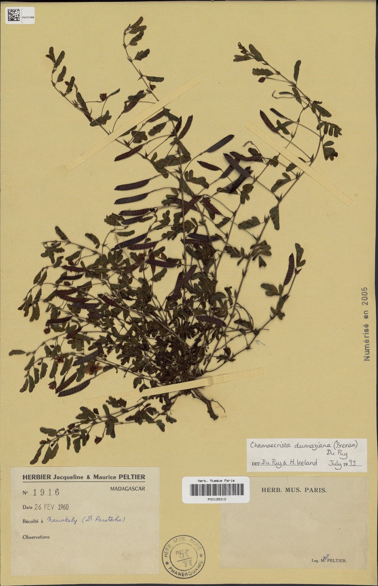 Chamaecrista dumaziana — houseplant care guide