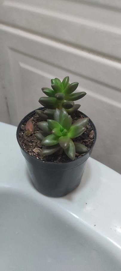 Sedum hernandezii leaf