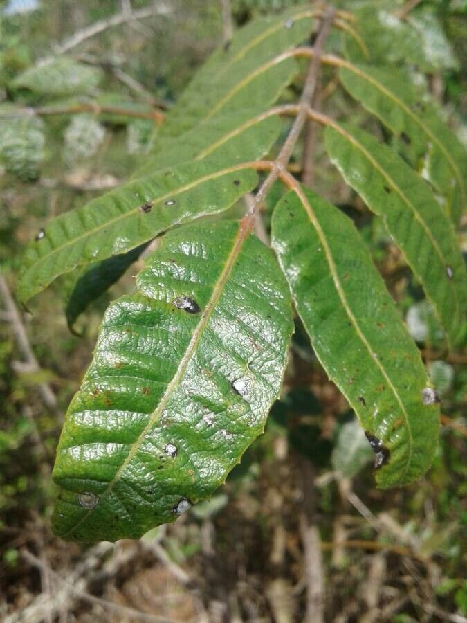 Notholithocarpus densiflorus leaf
