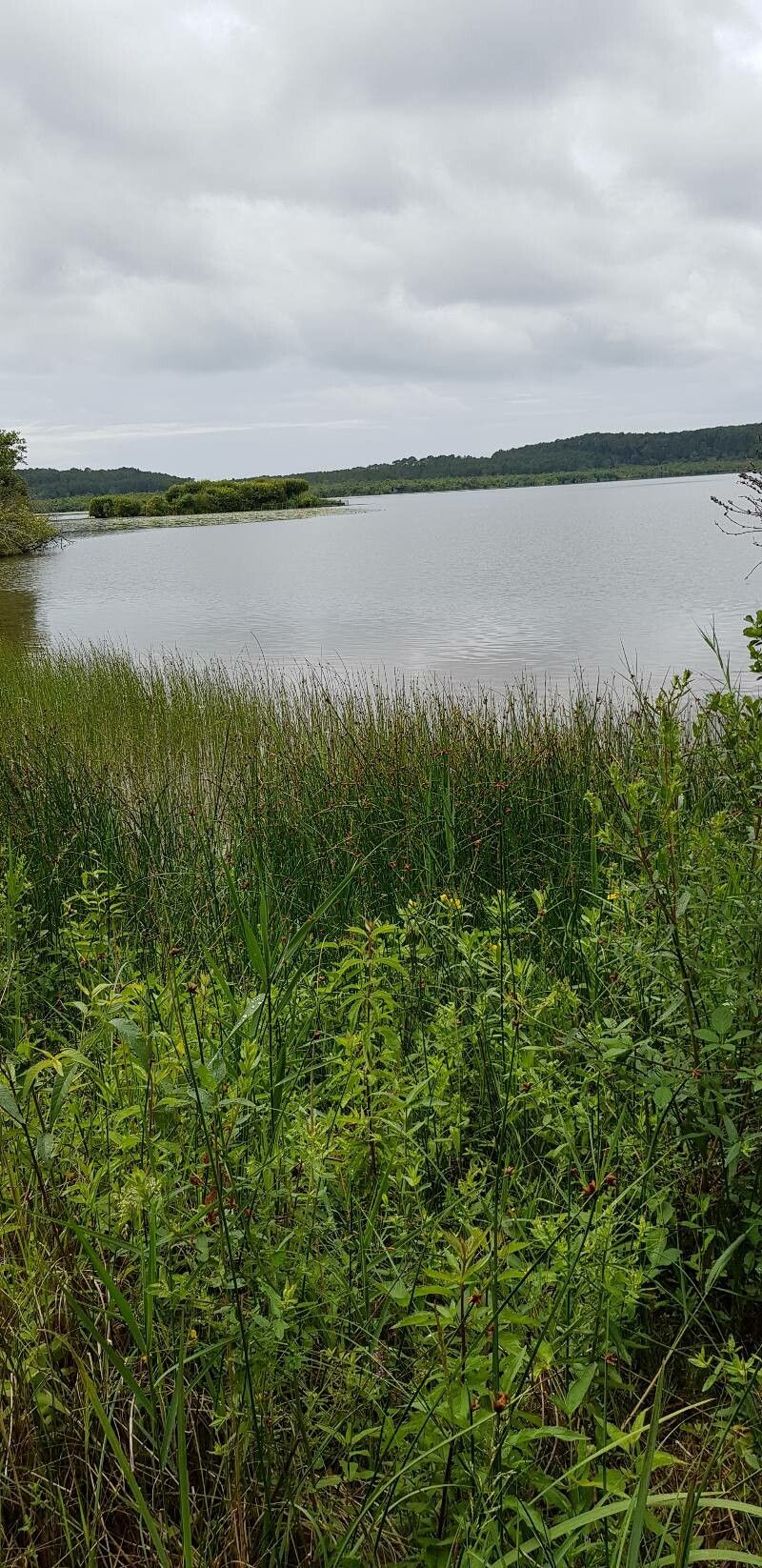 Schoenoplectus pungens habit