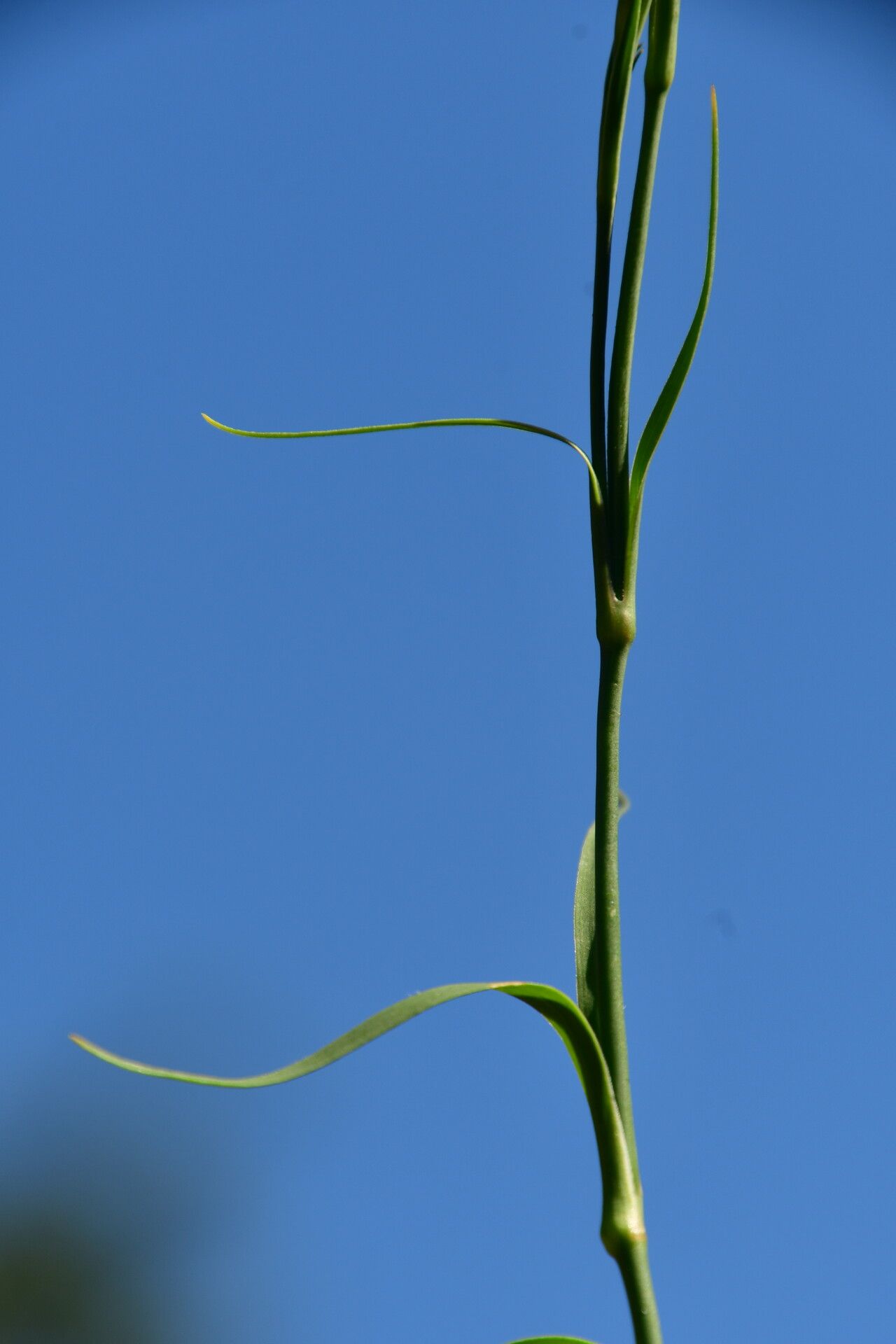 Dianthus gallicus leaf