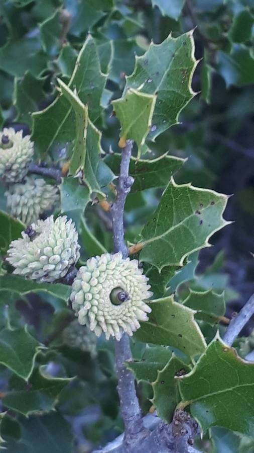 Quercus coccifera flower