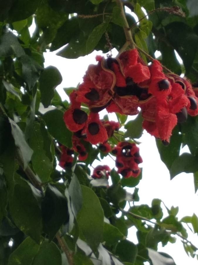 Pterocarpus rotundifolius fruit