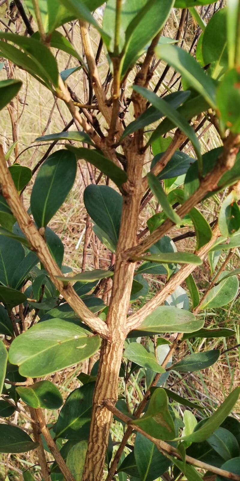 Garcinia huillensis — houseplant care guide