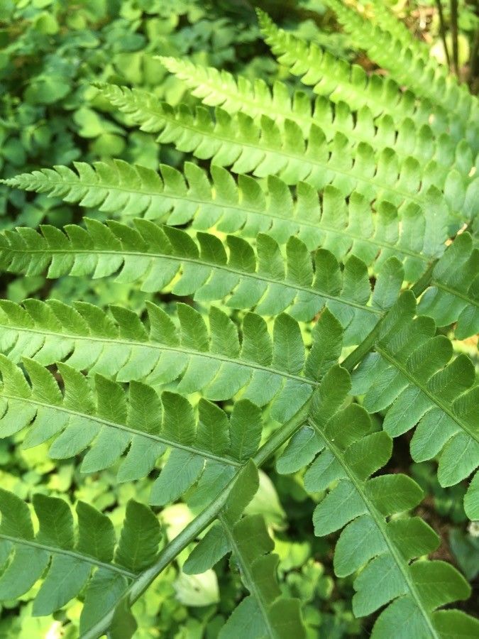 Osmundastrum cinnamomeum leaf