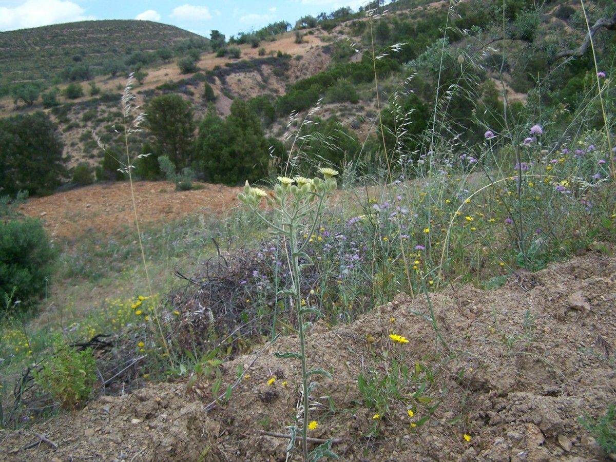 Andryala nigricans habit