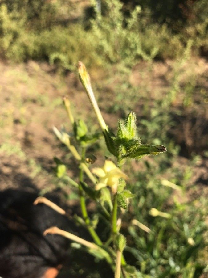 Nicotiana quadrivalvis other