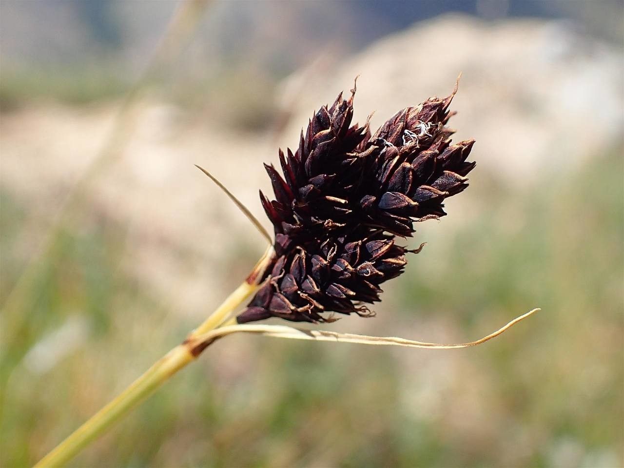 Carex parviflora fruit
