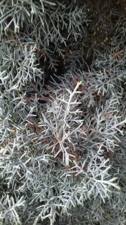 Cupressus arizonica leaf