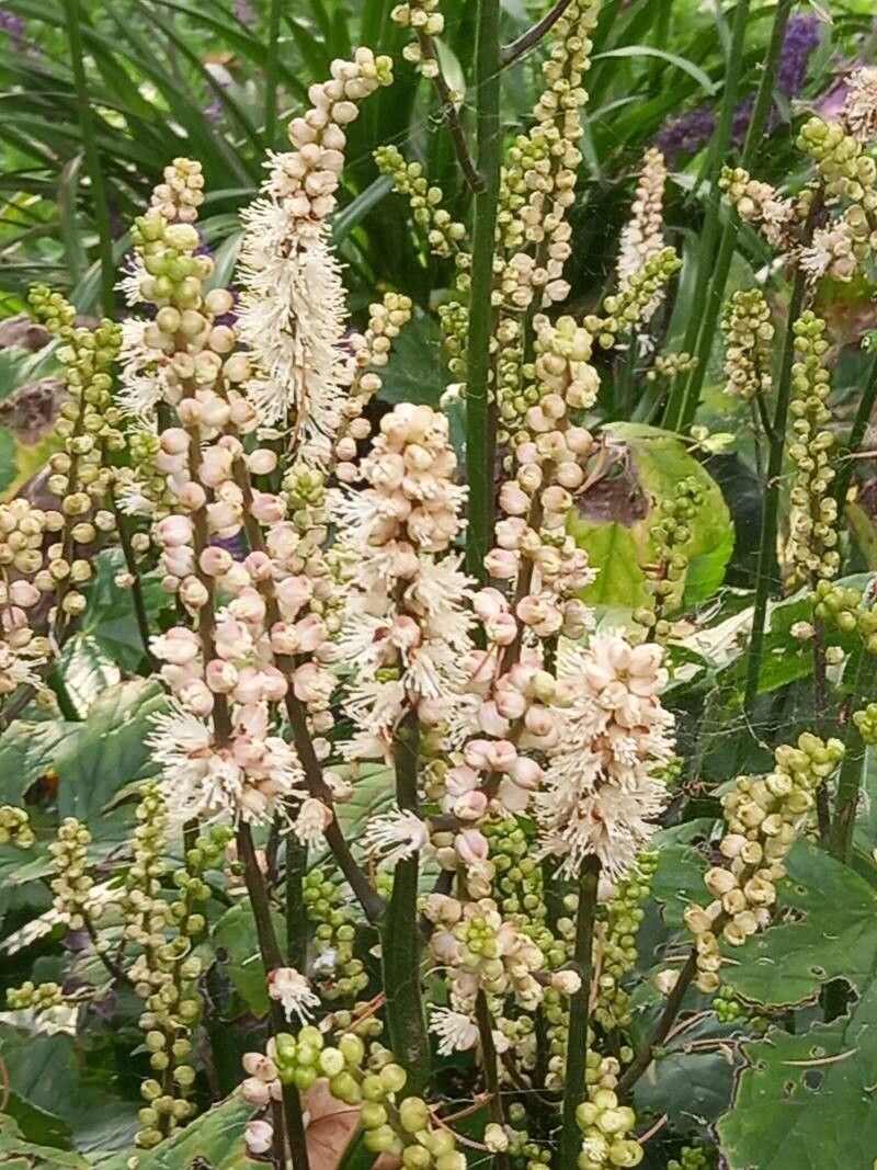 Actaea biternata flower