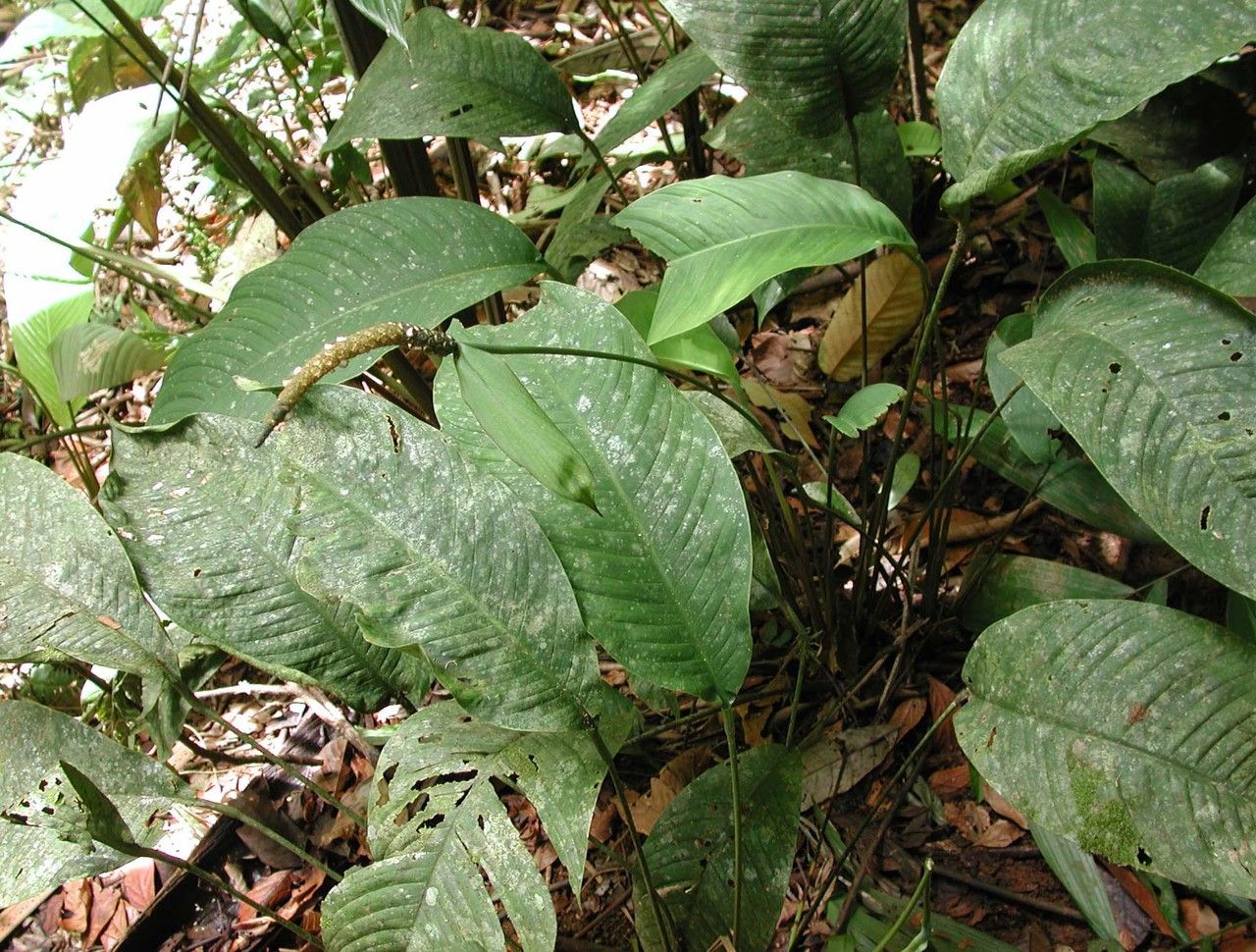 Spathiphyllum fulvovirens habit