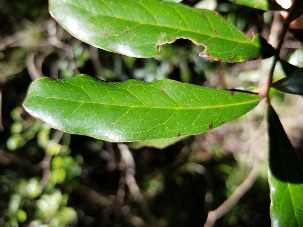 Pycnandra sclerophylla — houseplant care guide