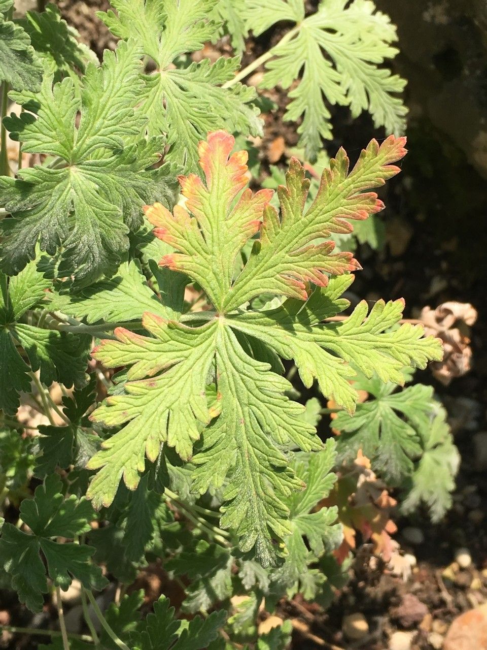 Geranium robustum leaf