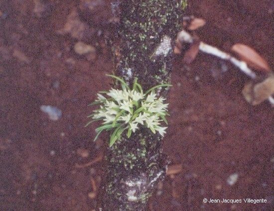 Dendrobium masarangense habit